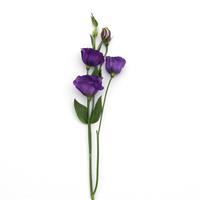 ABC™ 3 Purple Lisianthus