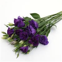 ABC™ 3 Purple Lisianthus