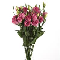 ABC™ 3 Rose Lisianthus