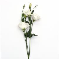 ABC™ 3 White Lisianthus