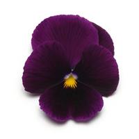 Panola<sup>®</sup> XP Purple Pansy