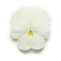 Panola<sup>®</sup> XP White Pansy