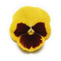 Panola<sup>®</sup> XP Yellow Blotch Pansy