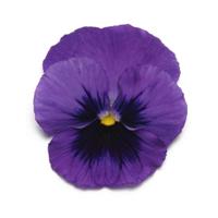 Panola<sup>®</sup> XP Deep Blue Blotch Pansy