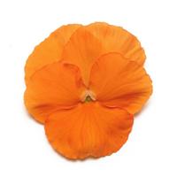 Panola<sup>®</sup> XP Deep Orange Pansy