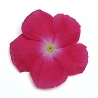 Mediterranean XP Rose Halo Vinca