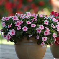 Mediterranean XP Strawberry Vinca