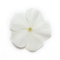 Mediterranean XP White Vinca