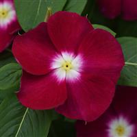 Mediterranean XP Burgundy Halo Vinca