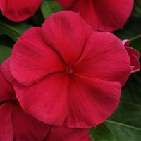 Mediterranean XP Dark Red Vinca