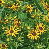 Rudbeckia Little Goldstar