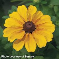 Toto Gold Rudbeckia