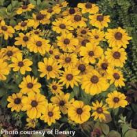 Toto Gold Rudbeckia