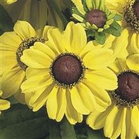 Toto Lemon Rudbeckia