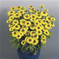 Toto Lemon Rudbeckia