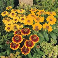 Toto Mix Rudbeckia