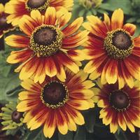 Toto Rustic Rudbeckia