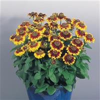 Toto Rustic Rudbeckia