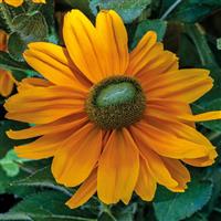 Amarillo Gold Rudbeckia