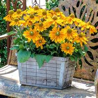 Amarillo Gold Rudbeckia