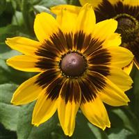 Denver Daisy Rudbeckia