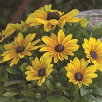 Rudbeckia Sunbeckia Maya