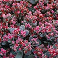 Sedum SunSparkler Blue Elf