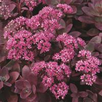 Sedum SunSparkler Firecracker