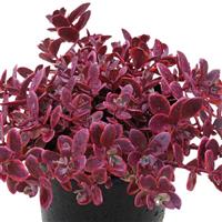 Sedum SunSparkler Wildfire