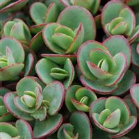 Sedum SunSparkler Lime Zinger