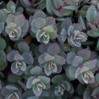 Sedum SunSparkler Dazzleberry