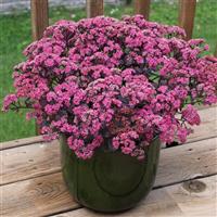 Sedum SunSparkler Dazzleberry