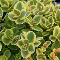 Sedum SunSparkler Lime Twister