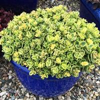 Sedum SunSparkler Lime Twister