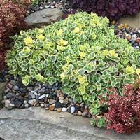 Sedum SunSparkler Lime Twister