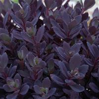 Sedum SunSparkler Plum Dazzled