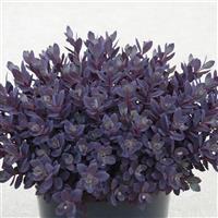 Sedum SunSparkler Plum Dazzled