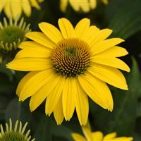 Echinacea Sombrero<sup>®</sup> Lemon Yellow