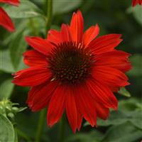 Echinacea Sombrero<sup>®</sup> Salsa Red