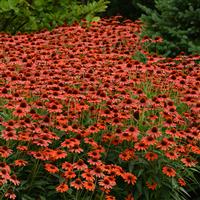 Echinacea Sombrero<sup>®</sup> Flamenco Orange