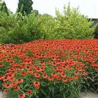 Echinacea Sombrero<sup>®</sup> Flamenco Orange