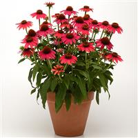 Echinacea Sombrero<sup>®</sup> Baja Burgundy