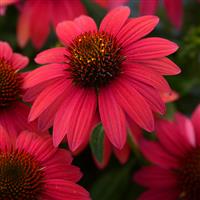 Echinacea Sombrero<sup>®</sup> Baja Burgundy