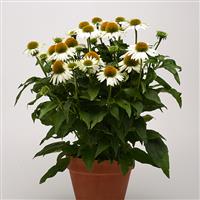 Echinacea Sombrero<sup>®</sup> Blanco