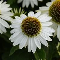 Echinacea Sombrero<sup>®</sup> Blanco