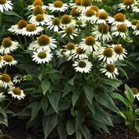 Echinacea Sombrero<sup>®</sup> Blanco