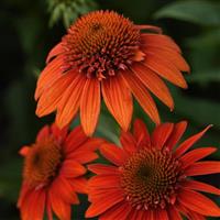 Echinacea Sombrero<sup>®</sup> Fiesta Orange