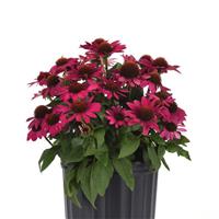 Echinacea Sombrero<sup>®</sup> Fuchsia Fandango