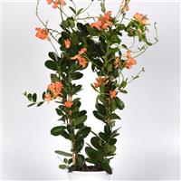 Tropica™ Unico Coral Orange Sunrise Dipladenia