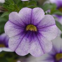 MiniFamous<sup>®</sup> Neo Violet Ice Calibrachoa